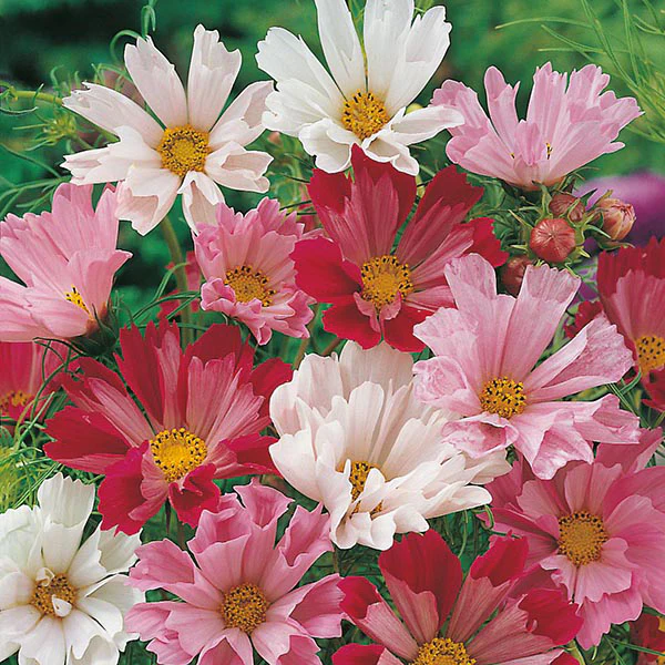 Cosmos Seashells Mixed Seeds - Image 3