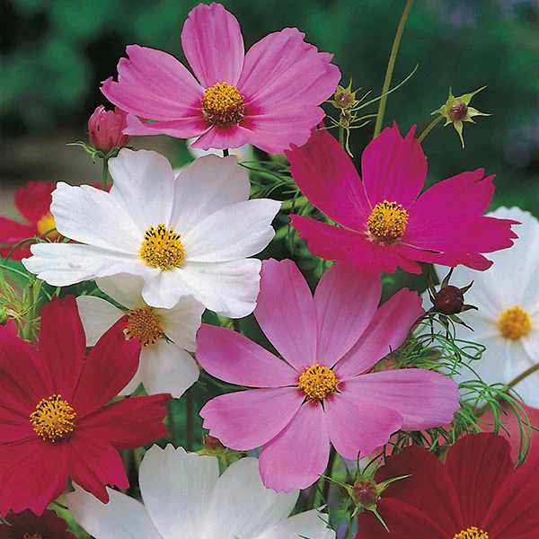 Cosmos Sensation Mixed Seeds - Image 3