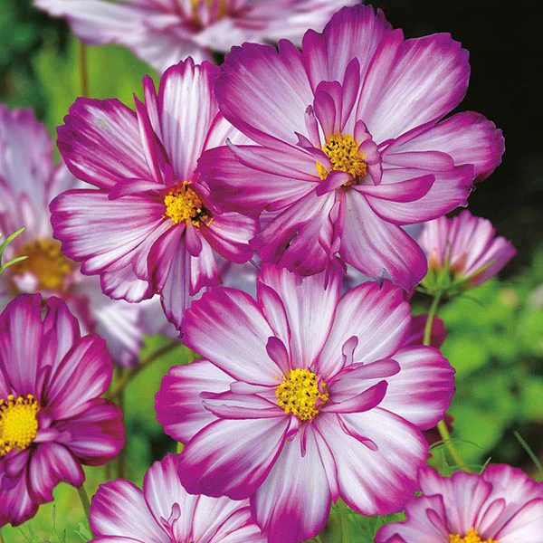Cosmos Sweet Kisses - Image 3