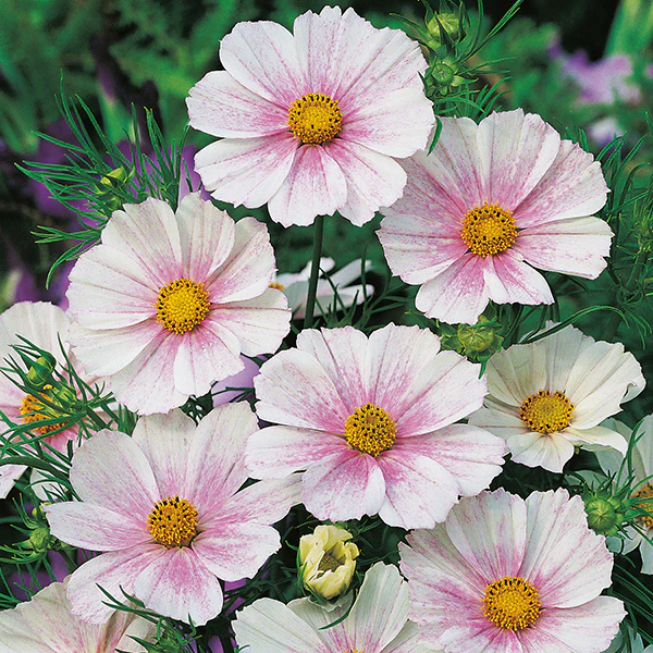 Cosmos Tetra Versailles Flush Seeds - Image 3