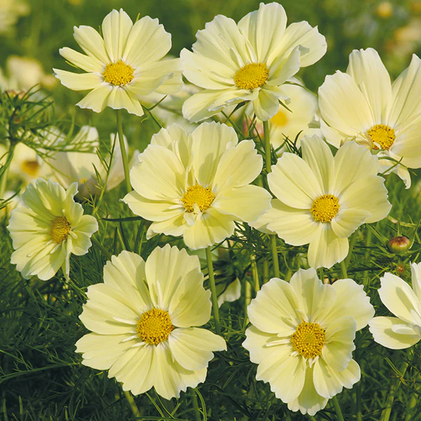 Cosmos Xanthos Seeds - Image 3