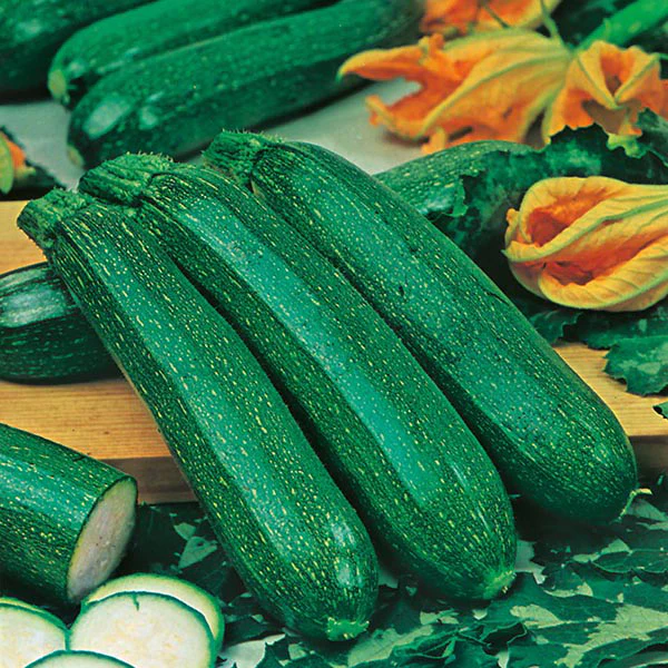 Courgette All Green Bush Seeds - Image 3