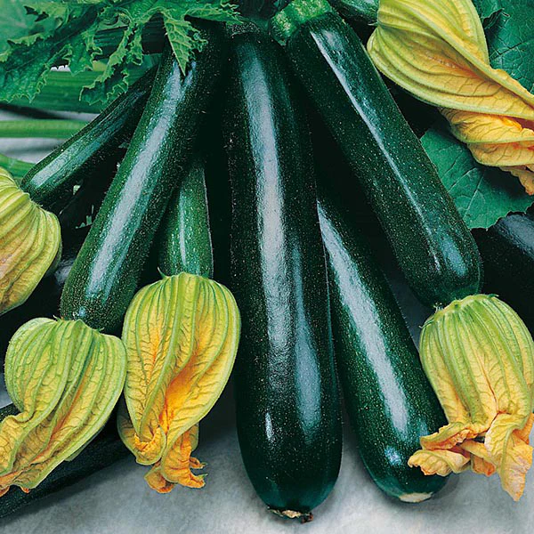 Courgette Black Beauty Seeds - Image 3