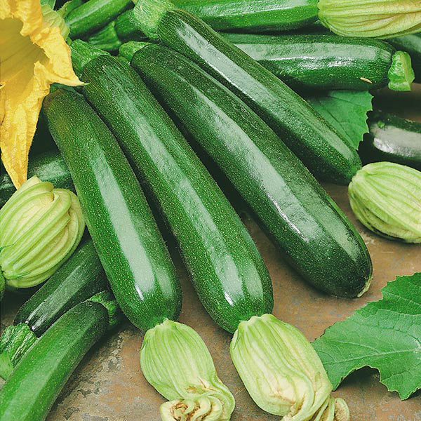 Courgette Firenze F1 Seeds - Image 3