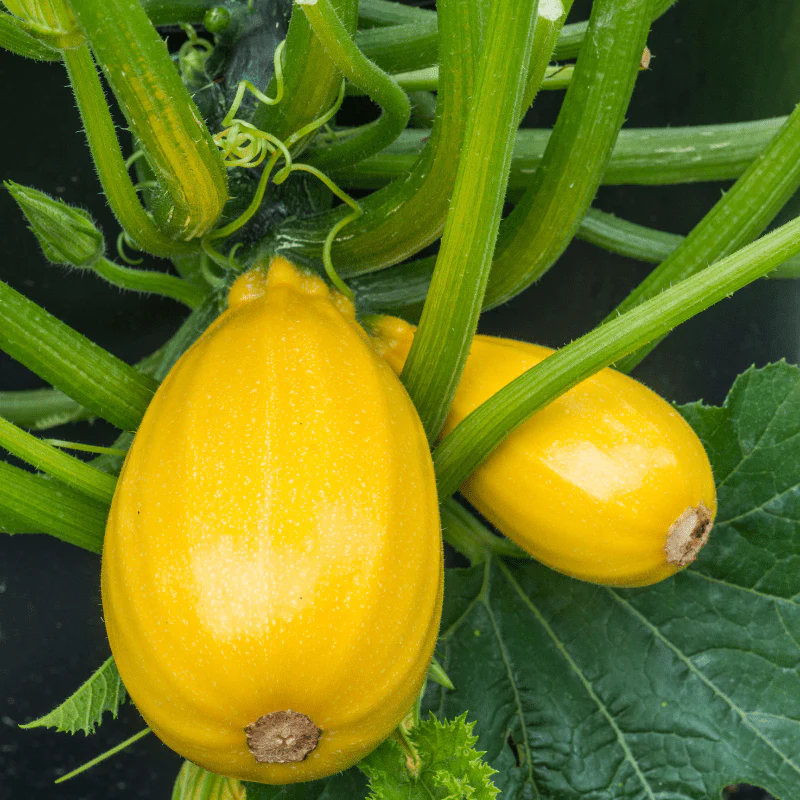 Courgette Golden Griller Plants