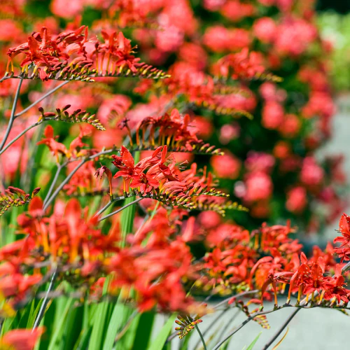 Crocosmia Lucifer Potted Plant - Image 2