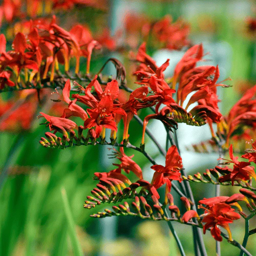 Crocosmia Lucifer Potted Plant - Image 3