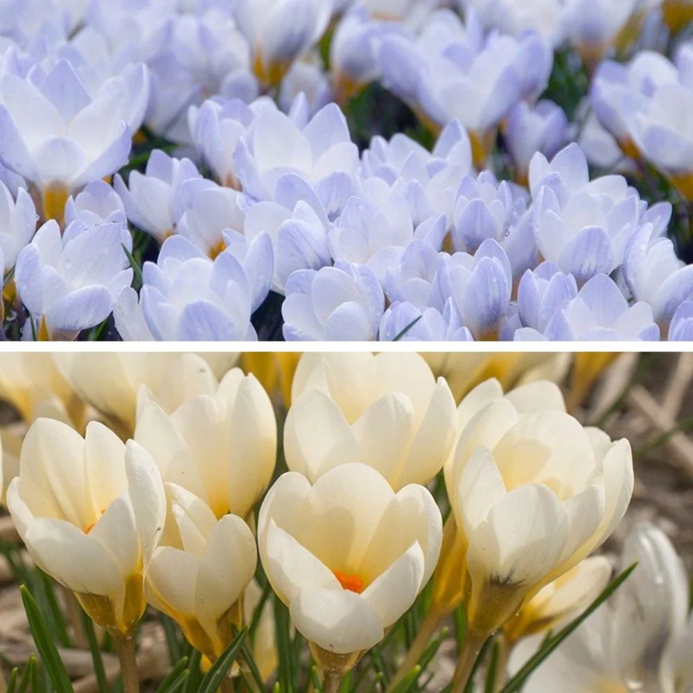 Crocus Bulb Collection