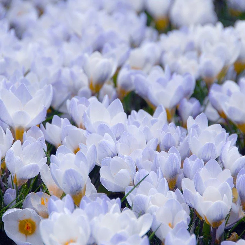 Crocus Bulb Collection - Image 2