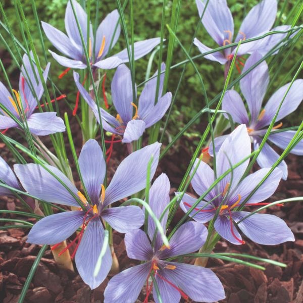 Crocus Sativus Saffron Spice Flower Bulbs - Image 2