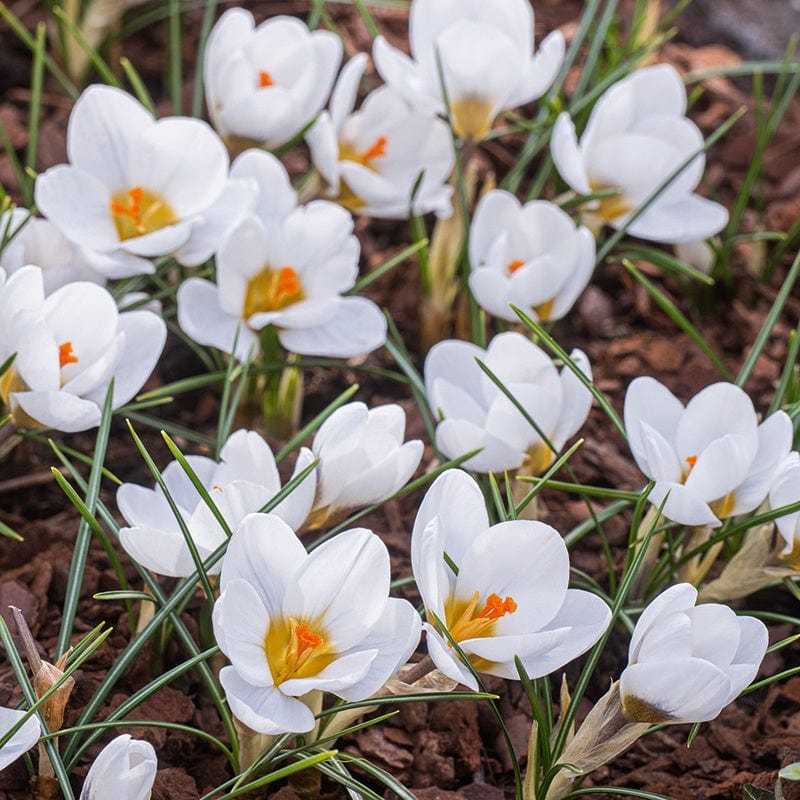 Crocus Jeanne d'Arc Bulbs - Image 2