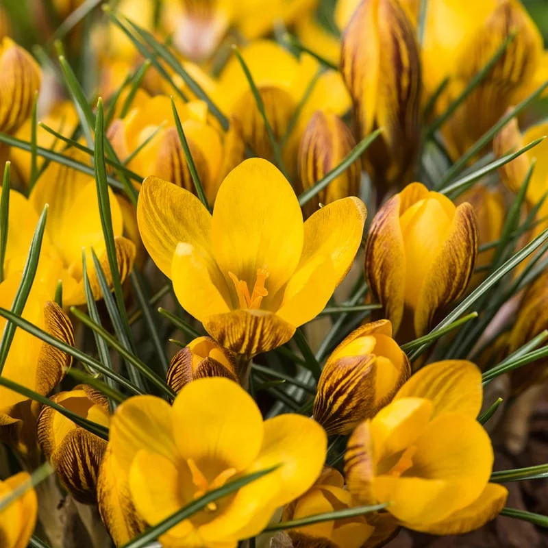 Crocus Golden Yellow Bulbs - Image 2