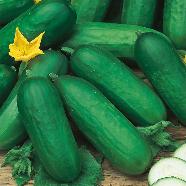 Cucumber Beth Alpha F1 Seeds - Image 3