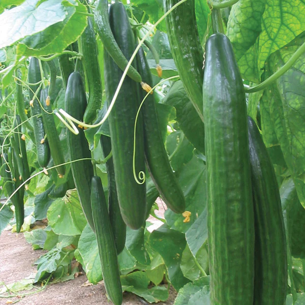 Cucumber Carmen F1 Seeds - Image 3