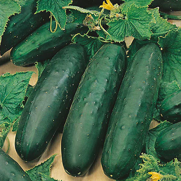 Cucumber Marketmore Seeds - Image 3