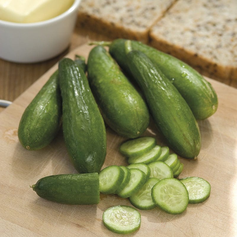 Cucumber Mini Munch Seeds - Image 2