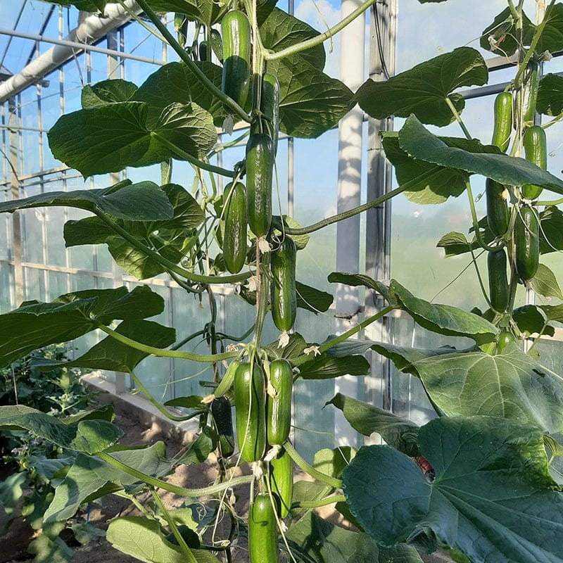 Cucumber Party Time F1 Vegetable Seeds - Image 2