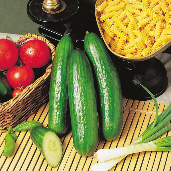 Cucumber Passandra F1 Seeds - Image 3