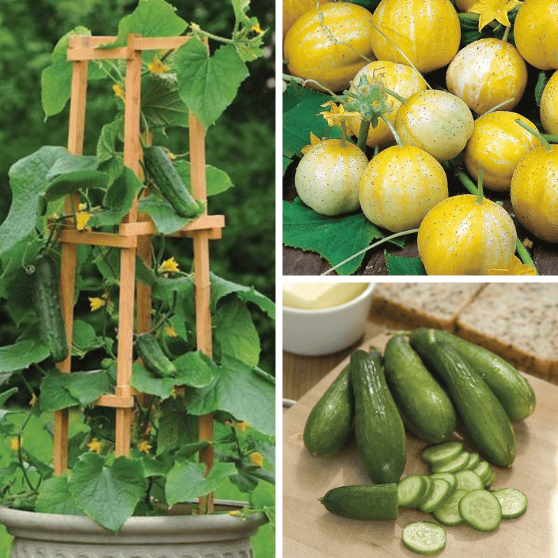 Cucumber Snack Collection