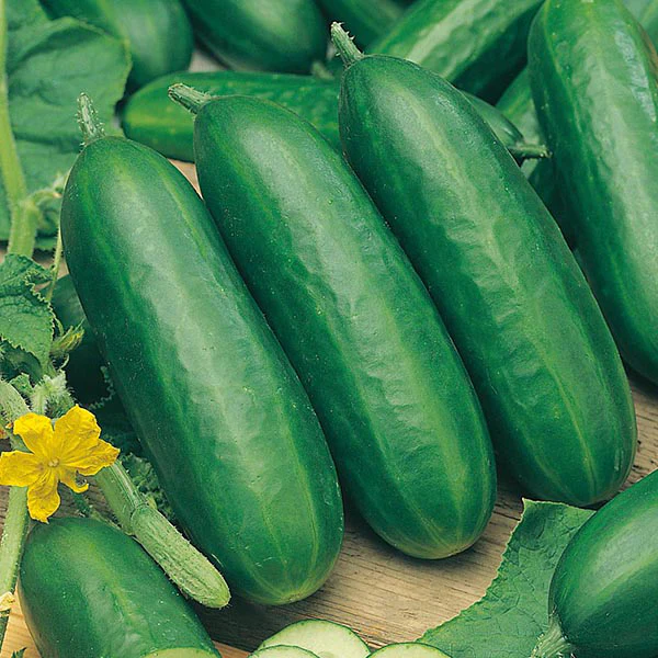 Cucumber Socrates F1 Seeds - Image 3