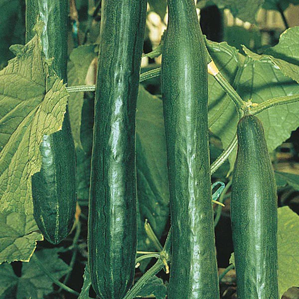 Cucumber Telepathy F1 Seeds - Image 3