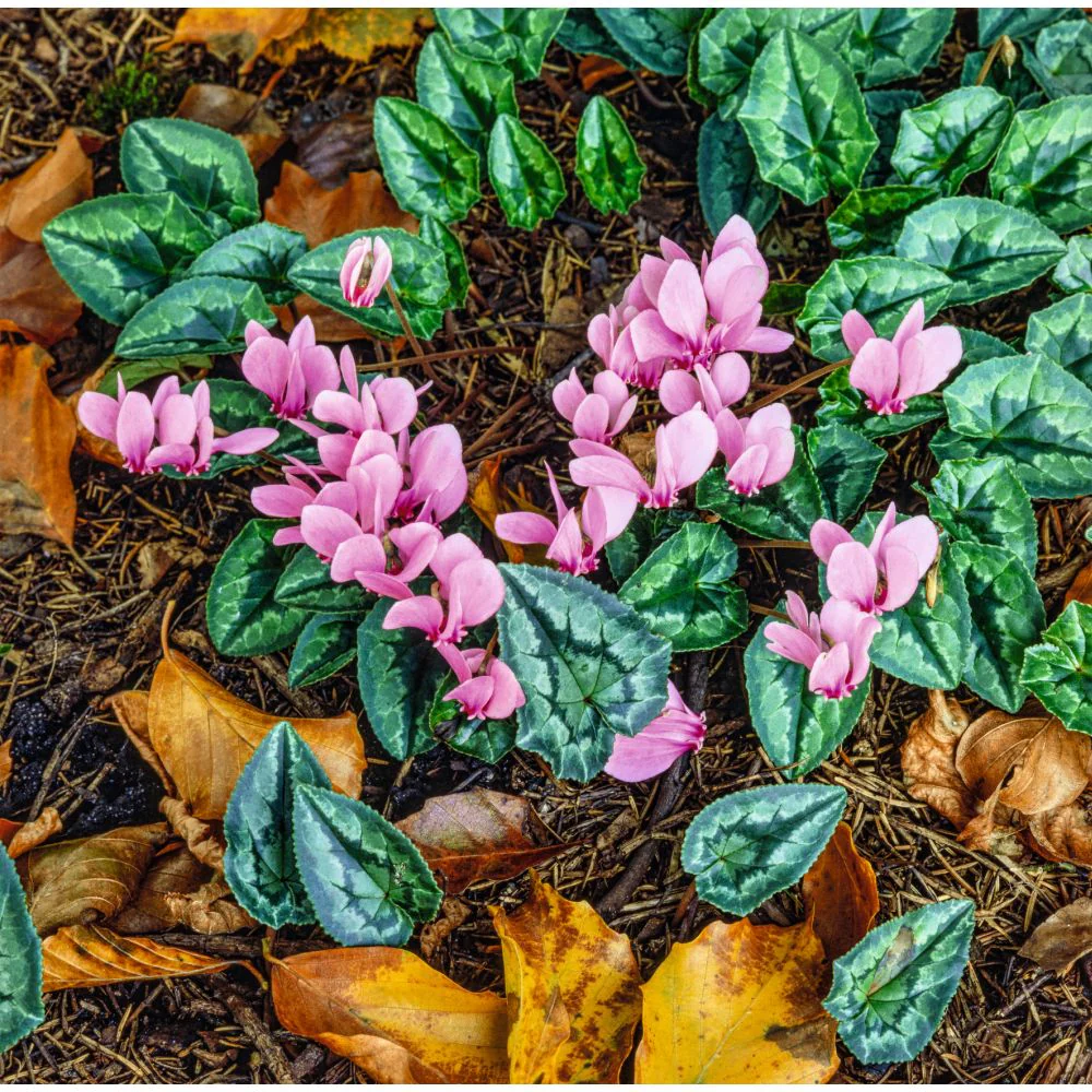 Cyclamen hederifolium Pink Potted Plant