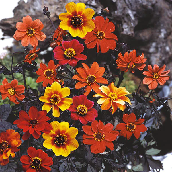 Dahlia Bishop's Children - Image 3