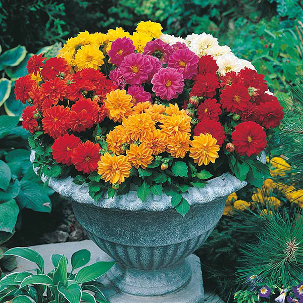 Dahlia Dwarf Double Mixed - Image 3