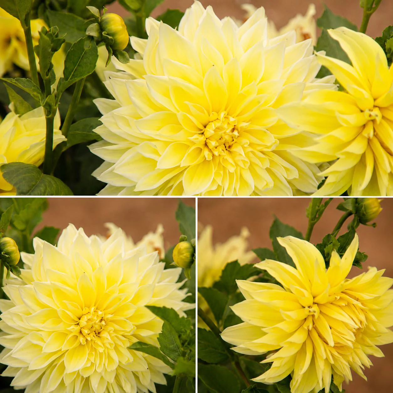 Dahlia Kelvin Floodlight Flower Plant