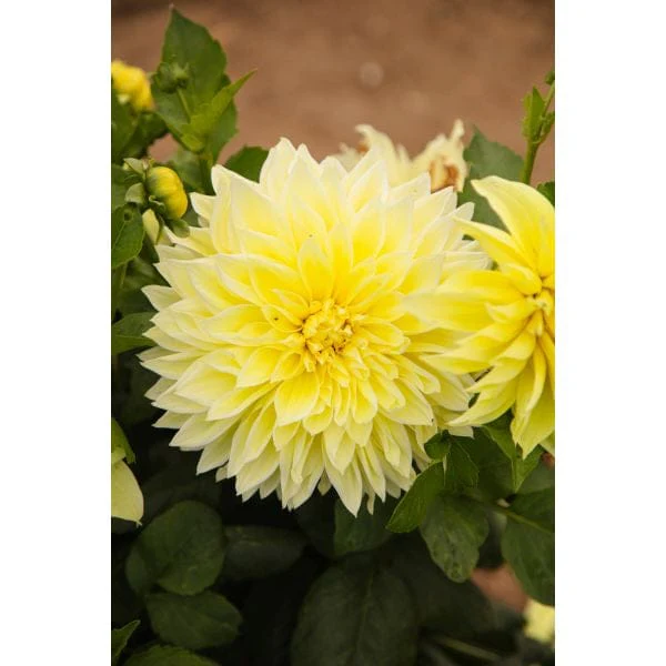 Dahlia Kelvin Floodlight Flower Plant - Image 2