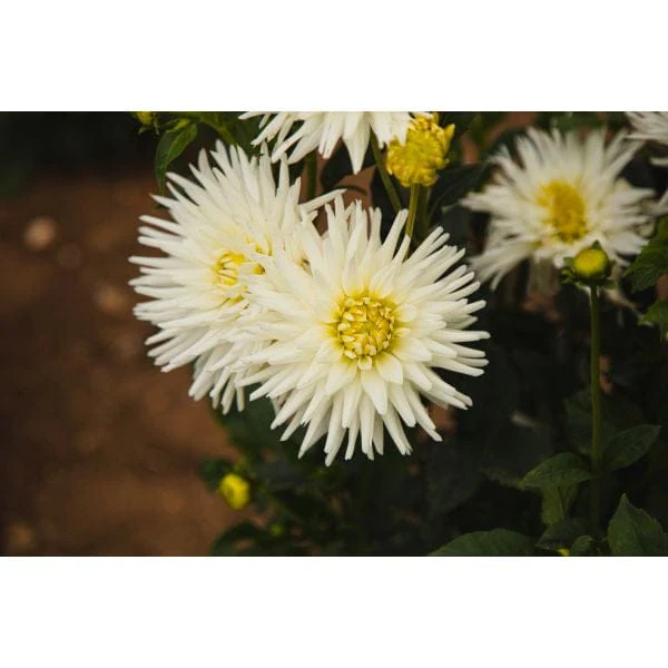 Dahlia My Love Flower Plant