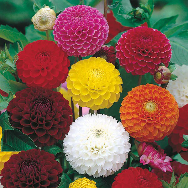 Dahlia Pompon Mixed Seeds - Image 3
