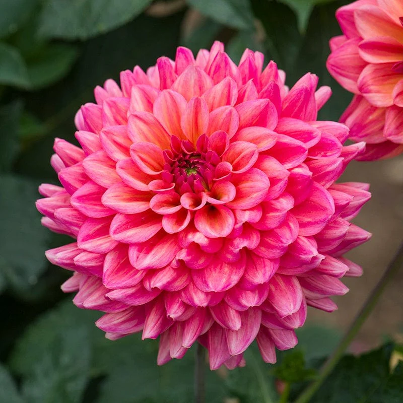 Dahlia Salmon Runner 3ltr Potted Flower Plant