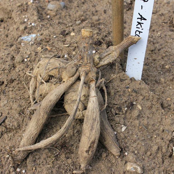 Dahlia Salmon Runner Tubers - Image 2