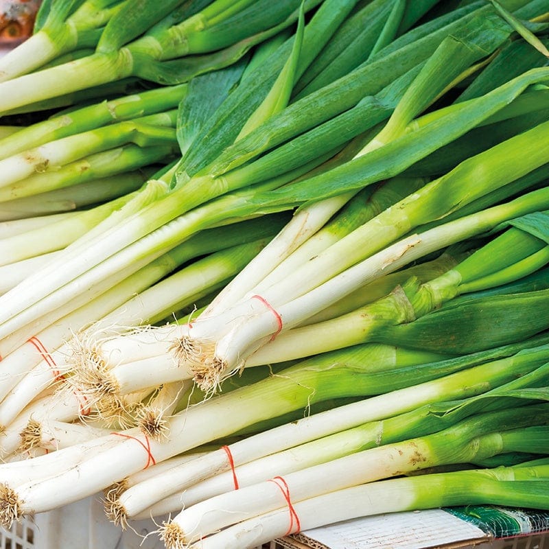 Darcy Spring Onion Plants