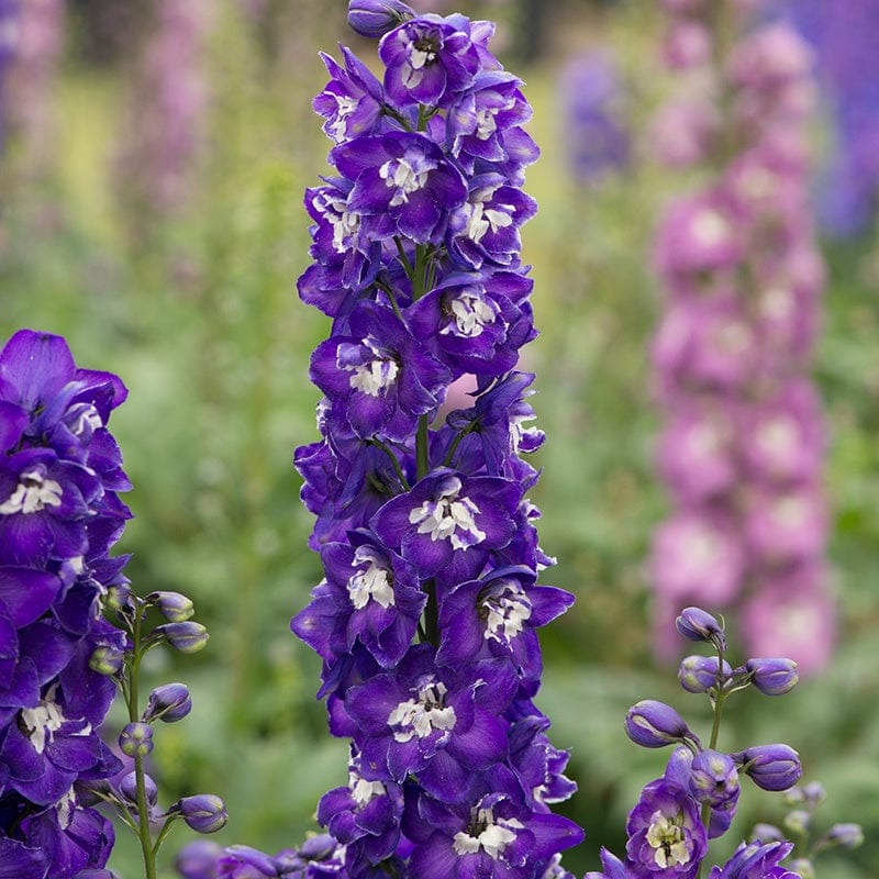 Delphinium Aurora Deep Purple Flower Plants