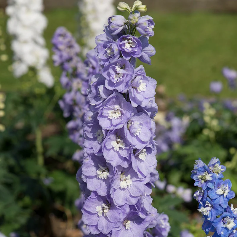 Delphinium Aurora Lavender Flower Plants - Image 3