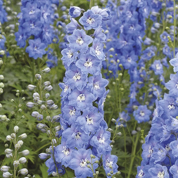 Delphinium Aurora Flower Plants Collection - Image 2