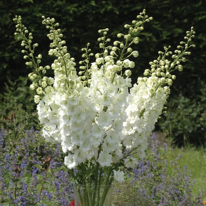 Delphinium Aurora White Flower Plants - Image 2