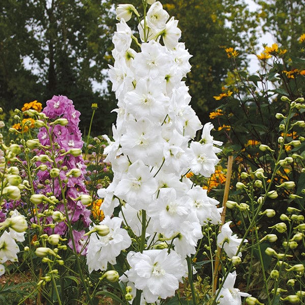 Delphinium Aurora White Flower Plants - Image 5