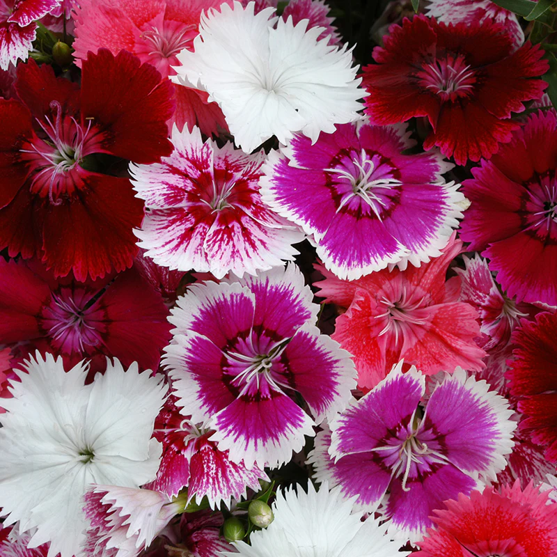 Dianthus Festival Mixed F1 Flower Plants - Image 4
