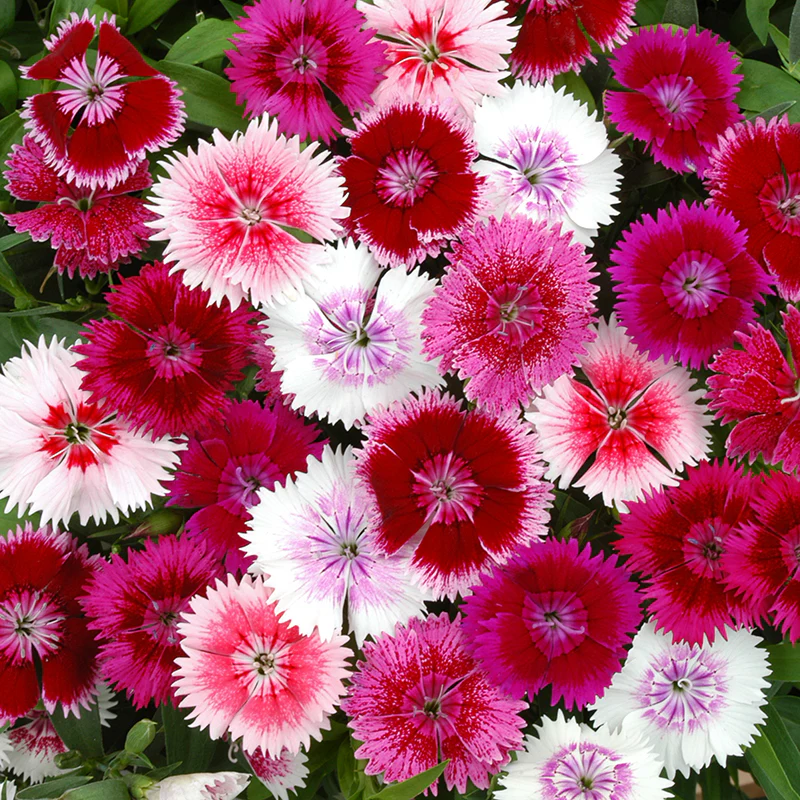 Dianthus Festival Mixed F1 Flower Plants - Image 5