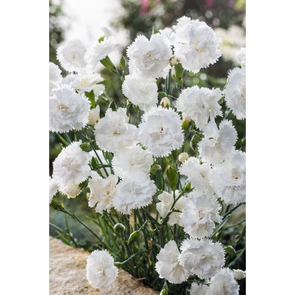 Dianthus Sweet Pleasure White Flower Plants