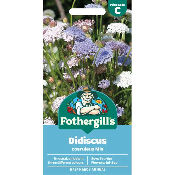 Didiscus Coeruleus Mix Seeds