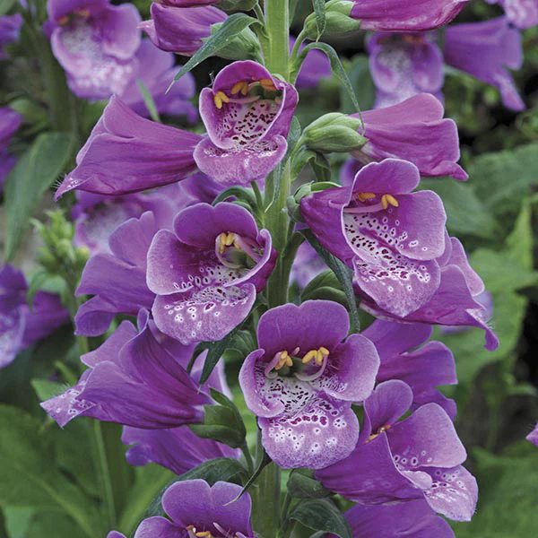 Digitalis Dalmatian Plant Flower Collection - Image 3