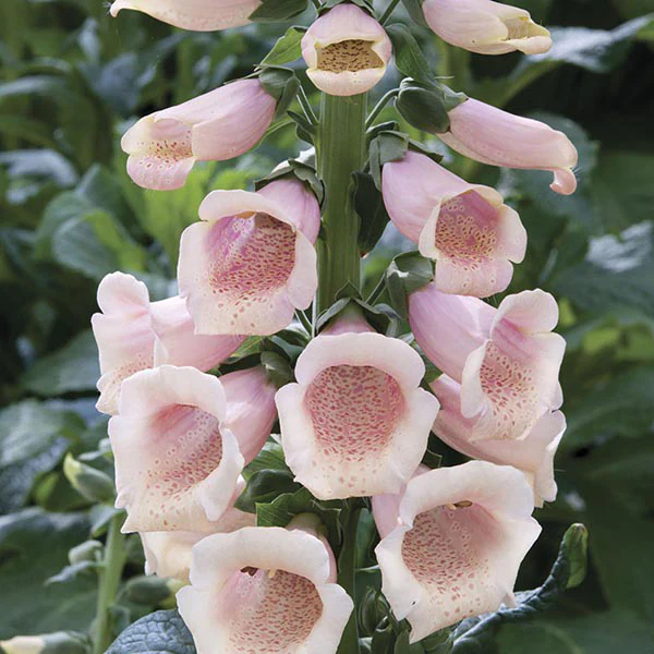 Digitalis Dalmatian Plant Flower Collection - Image 4