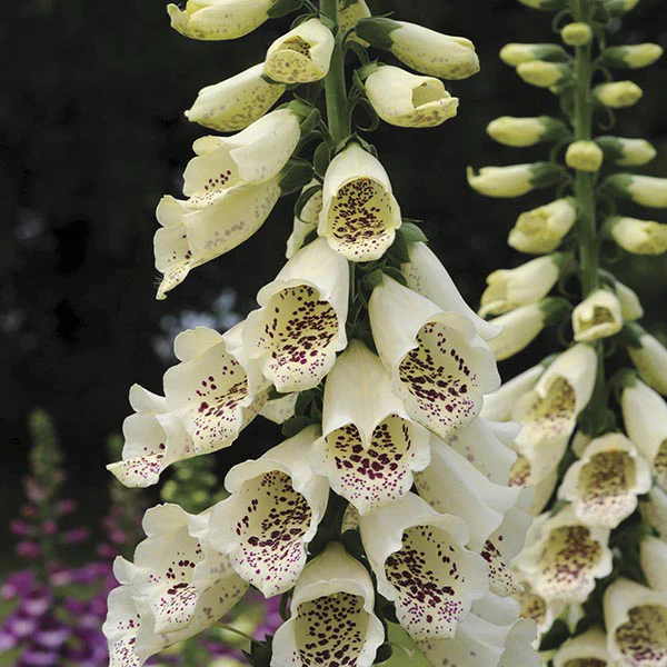 Digitalis Dalmatian Plant Flower Collection - Image 5