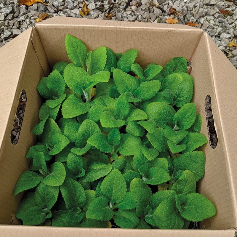Digitalis Dalmatian Mixed F1 Flower Plants - Image 3