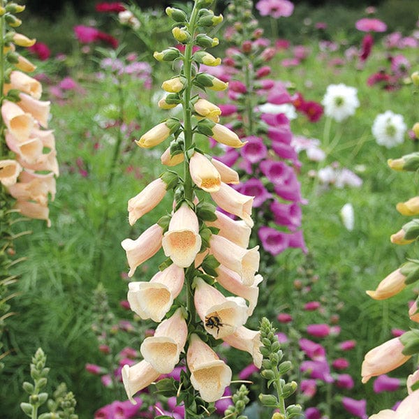 Digitalis Dalmatian Peach