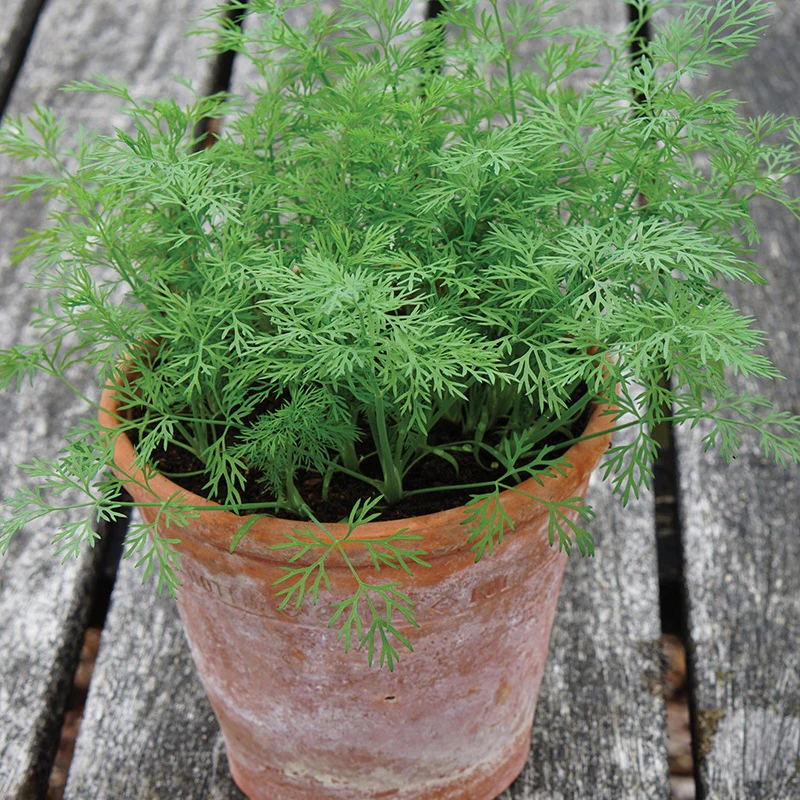 Dill (Dwarf) Nano Herb Seeds - Image 3